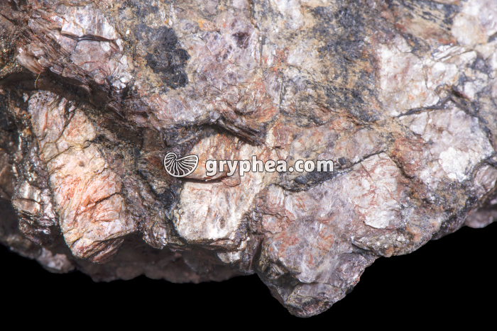 Mica en plaque (détail) - gryphea.com